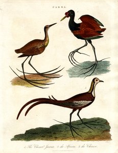 Espèces de Parra (Jacanas) - John Pass