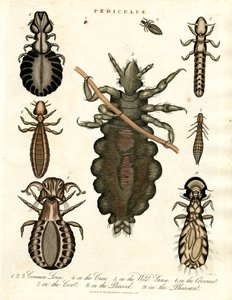 Pediculus - Différentes espèces de poux - John Pass