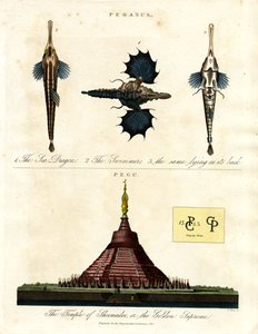 Pégase et Pegu - John Pass