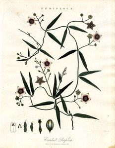 Periploca : Vigne soyeuse africaine - John Pass