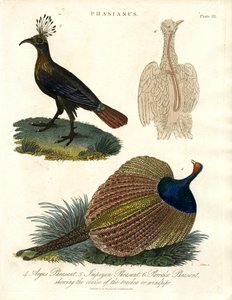 Phasianus (espèce de faisan) - John Pass