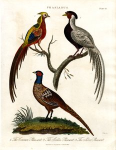 Phasianus - Espèce de faisan - John Pass