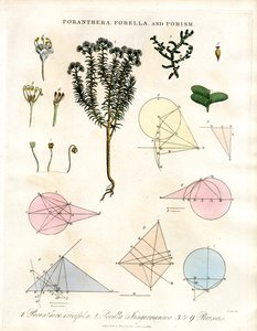Poranthera ; Porella et Porismes