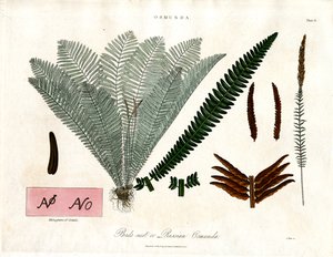 Royal Fern (Osmunda)
