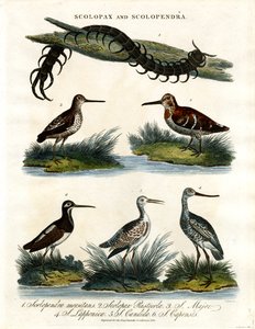 Scolopax et Scolopendra - John Pass