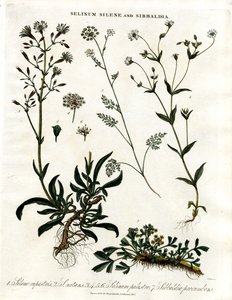 Selinum ; Silene et Sibbaldia