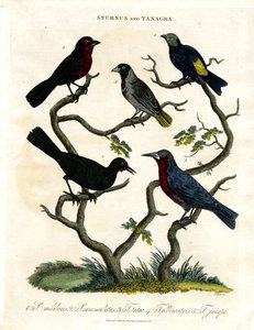 Sturnus et Tanagra (Étourneaux et Tanagers) - John Pass