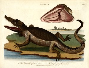 Le crocodile du Nil et la tête d