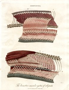 Le système musculaire locomoteur des serpents - John Pass