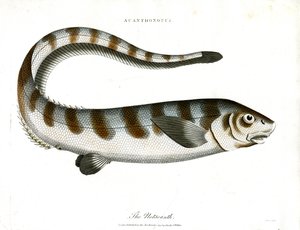 Le Notacanthe - John Pass