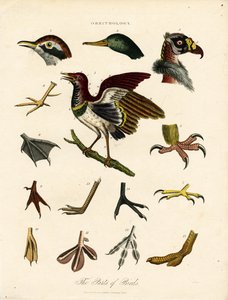 Les parties des oiseaux (Ornithologie) - John Pass