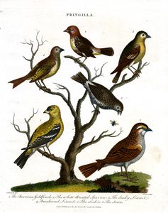 Diverses espèces de pinsons (Fringilla) - John Pass