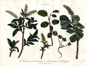Diverses espèces de saules (Salix) - John Pass