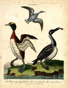 Oiseaux d
