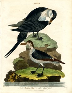 Mouette rieuse et goéland arctique - John Pass