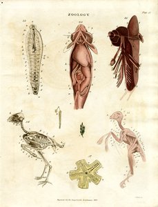 Illustrations anatomiques zoologiques (planche XV) - John Pass