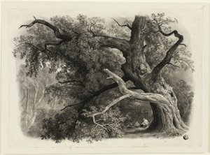 Vieil arbre dans la Billah - Forêt de Sherwood - John Rawson Walker