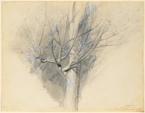 Sycomore bourgeonnant