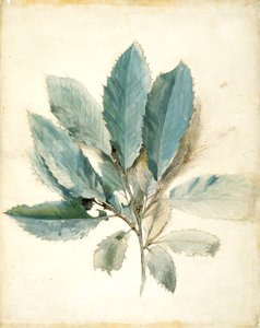 Feuilles de châtaignier - John Ruskin