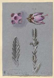 Quatre études de Ling, probablement 14 septembre 1869 - John Ruskin