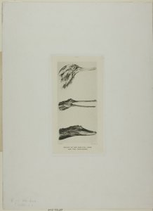 Têtes de canard à bec de scie et deux crocodiles - John Ruskin