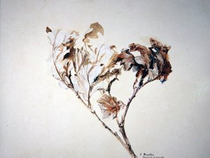 Étude de feuilles de chêne