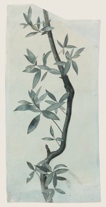 Étude de Feuilles de Saule, c.1857 - John Ruskin