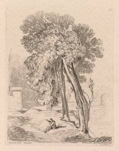 Liber Studiorum : Planche 18, Arbres à Norwich Thorp, Norfolk, 1838 - John Sell Cotman