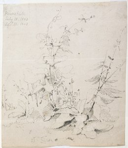 Étude de mauvaises herbes, Kirkstall