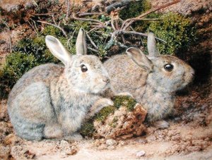 Deux lapins - John Sherrin