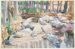 Alligators boueux