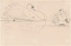 Cygnes dans l