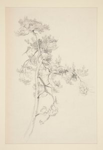 Arbre et feuillage - John Singer Sargent