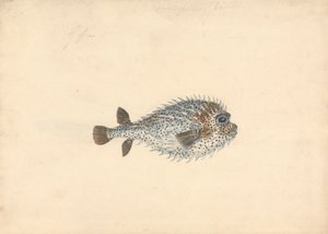 Un Poisson Porc-épic