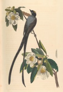 Tyran à queue fourchue, Gordonia lasianthus - John T. Bowen