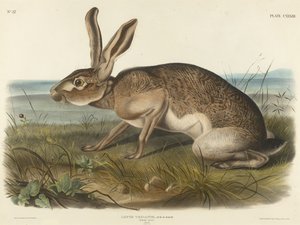 Lièvre texian, 1848