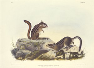 Écureuil de Townsend - John T. Bowen