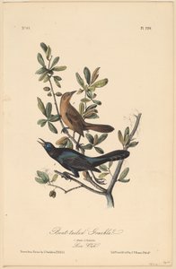 Quiscale à Longue Queue - John T. Bowen, after John James Audubon
