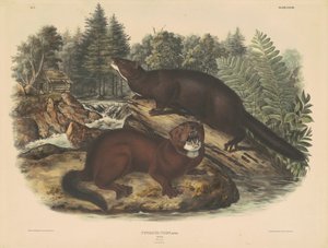 Vison - John T. Bowen, after John James Audubon