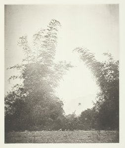 Bambous à Baksa, Formose, vers 1868 - John Thomson