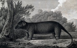 Opossum, gravure d