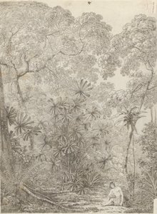 Le palmier éventail de Krakatoa