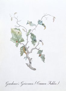 Grief du jardinier (Fahlia Commune), illustration de 