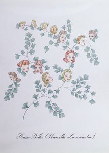 Hair-Belles (Marcella Luxuriantia), illustration de 