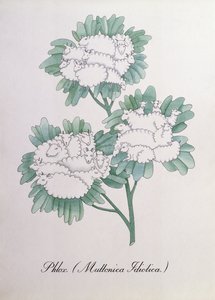 Phlox. (Muttonica Idiotica), illustration de 