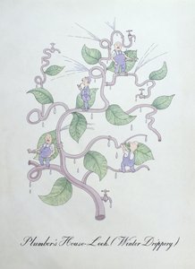 Joubarbe du plombier (Water Drippery), illustration de 