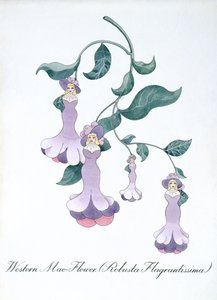 Western Mae-Flower (Robusta Flagrantissima), illustration de 