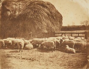 [Moutons dans un enclos]