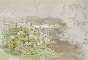 Plantes de quai près d