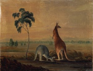 Kangourous dans un paysage, vers 1819 - John William Lewin